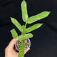 Hoya pandurata splash (B), well-rooted, splashy leaves