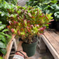 Succulent Crassula 'Jade'