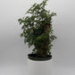 Aralia Ming Stump