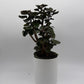 Aralia Fabian Tree