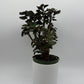 Aralia Fabian Tree