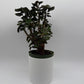 Aralia Fabian Tree