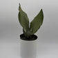 Sansevieria 'Moonshine'