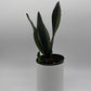 Sansevieria 'Whitney'