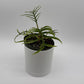Philodendron Tortum