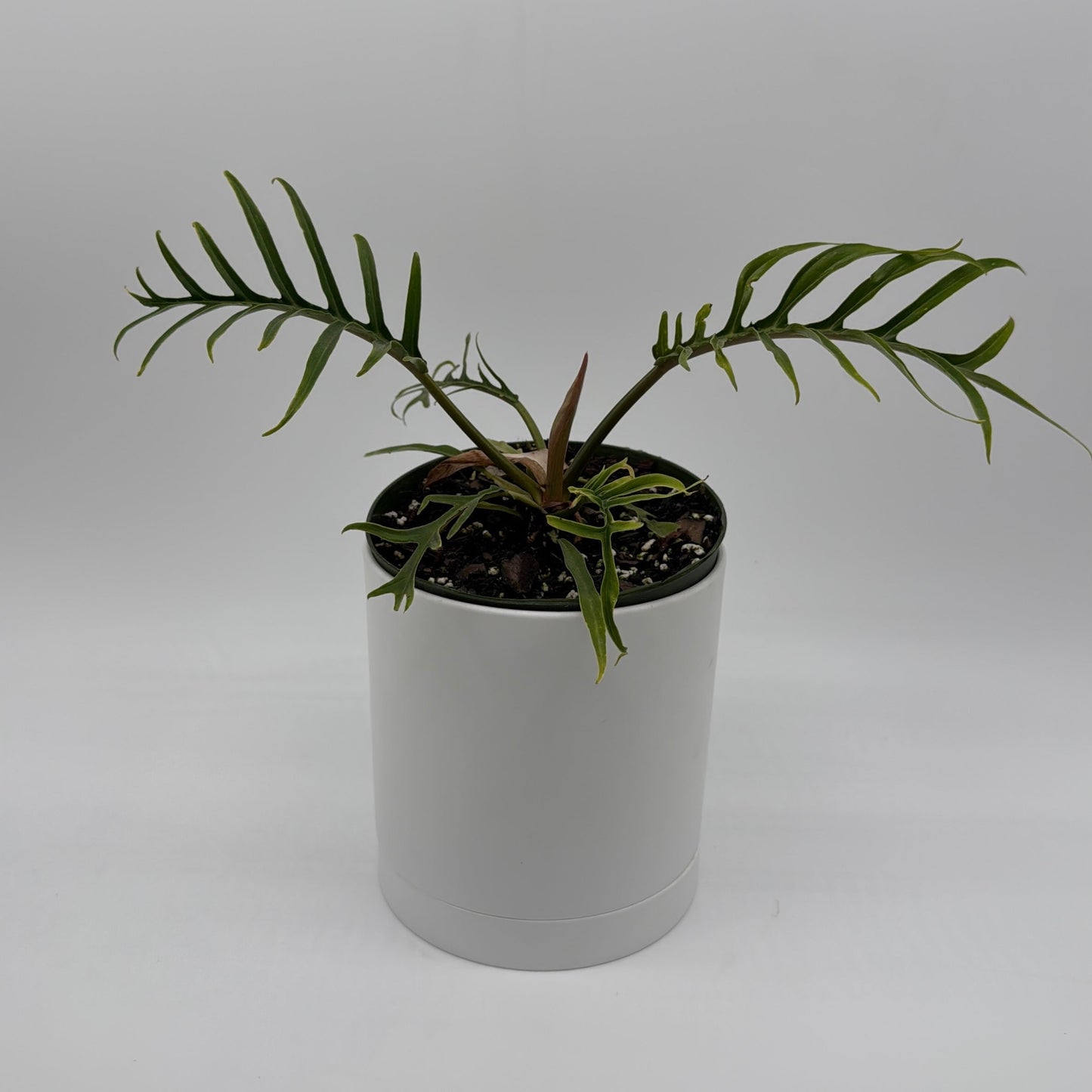 Philodendron Tortum
