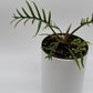 Philodendron Tortum