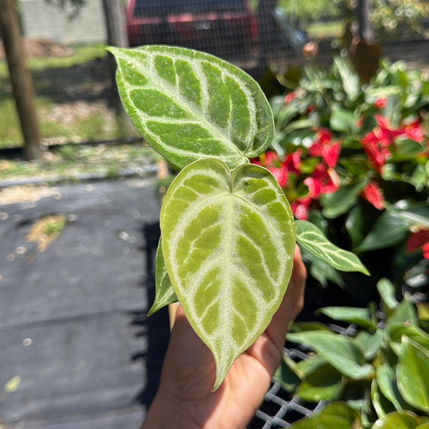 Anthurium Dorayakii 'Silver Blush'