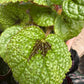 Begonia 'Iron Cross'