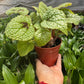 Begonia 'Iron Cross'