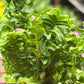 Fern 'Emina'