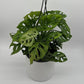 Monstera Adansonii (Swiss Cheese Plant)