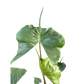 Alocasia Stingray | Unique Elephant Ear Plant | House Plant Shop