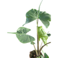 Alocasia Stingray | Unique Elephant Ear Plant | House Plant Shop