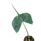 Alocasia Stingray | Unique Elephant Ear Plant | House Plant Shop