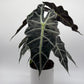 Alocasia Polly