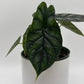 Alocasia Baginda 'Dragon Scale'