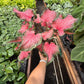 Caladium Red Flash | Bold Red & Green Tropical Foliage Plant | House Plant Shop