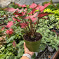 Caladium Red Flash | Bold Red & Green Tropical Foliage Plant | House Plant Shop