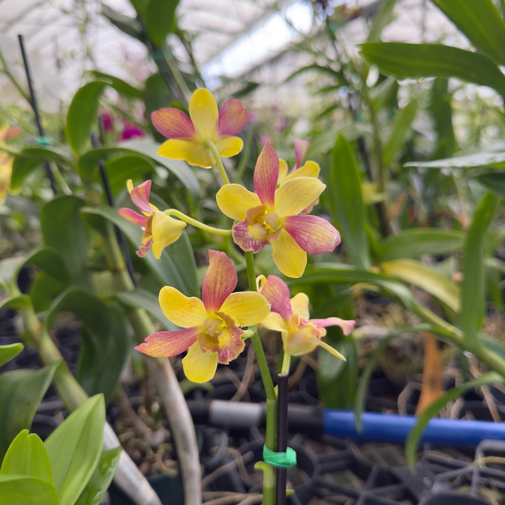Mystery Blooming Orchid