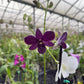 Mystery Blooming Orchid