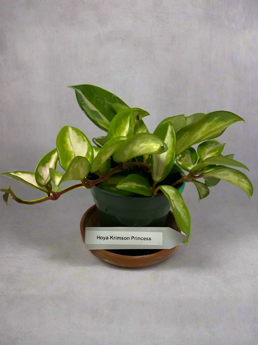 Hoya Krimson Princess in a 4-inch pot. The leaves are waxy and will trail down elegantly or can be staked on a trellis.