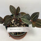 Black Jewel Orchid 'Discolor' in a 4 inch pot. It is grown in very limited supply, making it a rare and highly sought-after plant.
