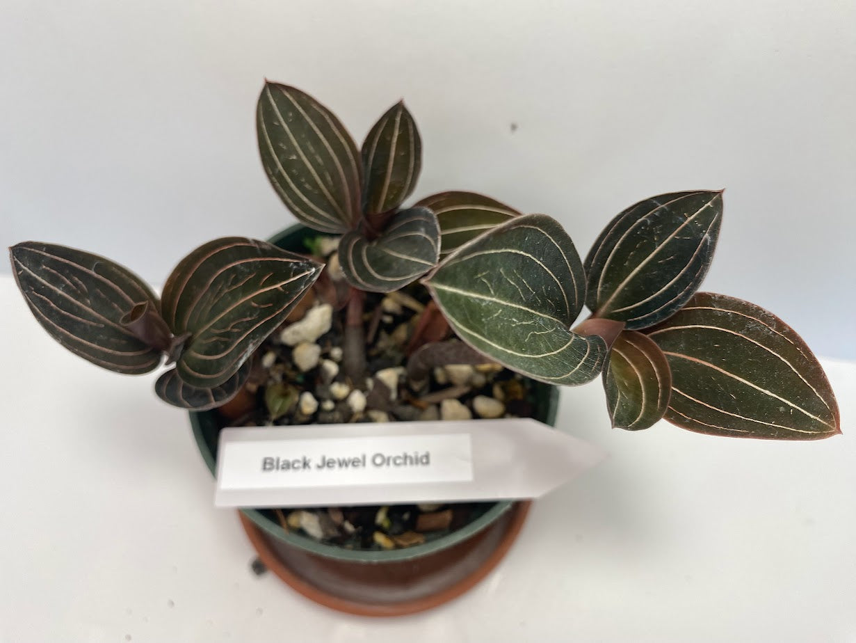 Black Jewel Orchid 'Discolor' in a 4 inch pot. It is grown in very limited supply, making it a rare and highly sought-after plant.