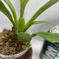 Oncidium Sharry Baby 'Red Fantasy' Orchid (not in bloom) Known for its amazing red chocolate fragrant blooms.