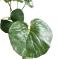 Farfugium japonicum (Leopard Plant) | Bold Architectural Foliage Plant | House Plant Shop