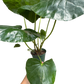 Farfugium japonicum (Leopard Plant) | Bold Architectural Foliage Plant | House Plant Shop