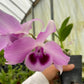 Dendrobium Anosmum Purple Orchid mounted on a cedar shingle (not in bloom). She has long lasting fragrant purple blooms in the spring!