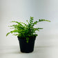 Lemon Button Fern