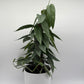 Pothos Cebu Blue
