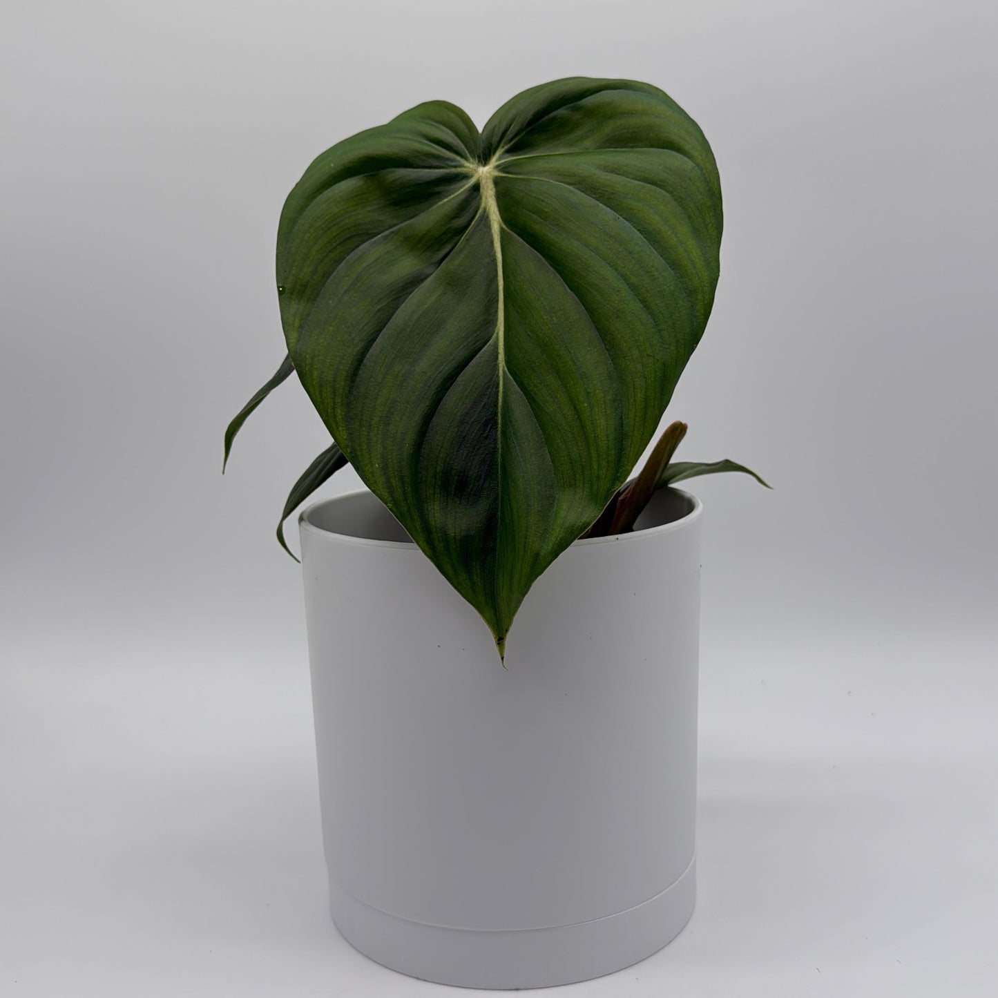 Philodendron McDowell