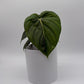 Philodendron McDowell