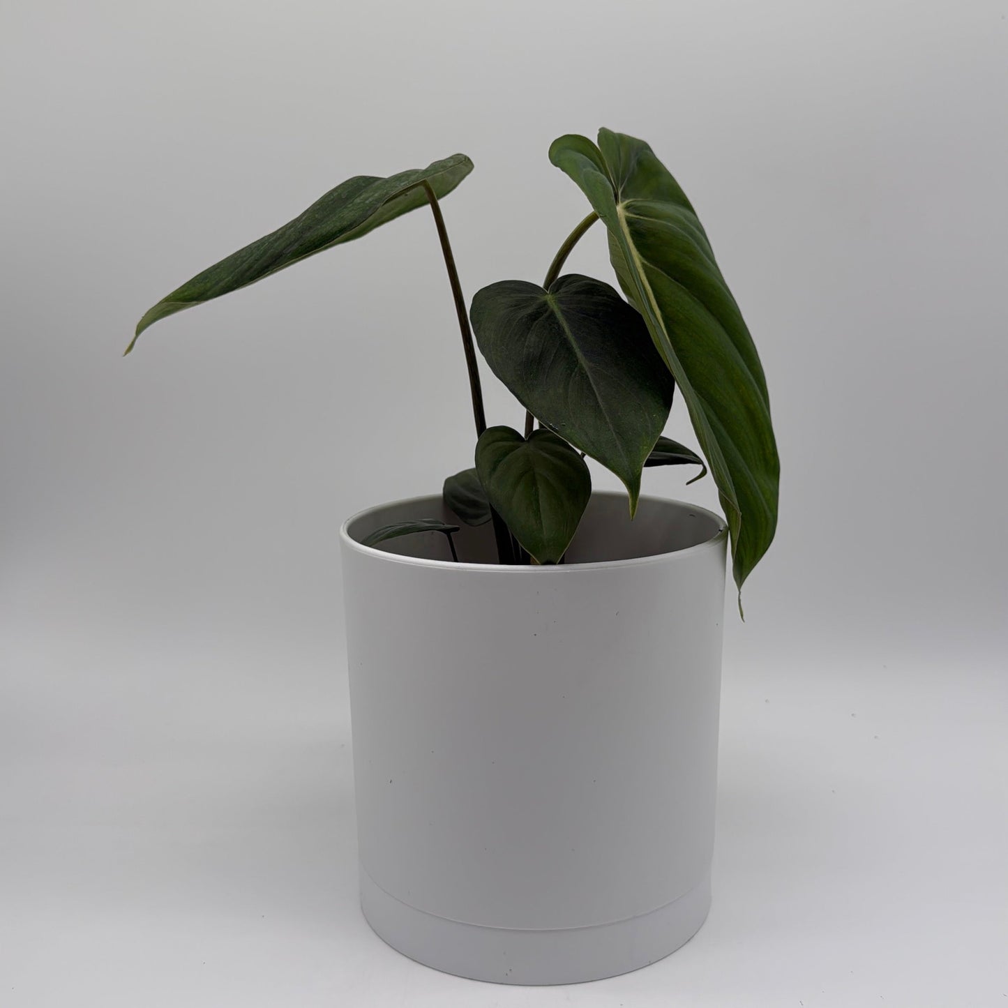 Philodendron McDowell