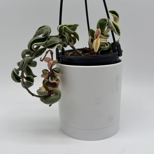 Variegated Hoya Compacta