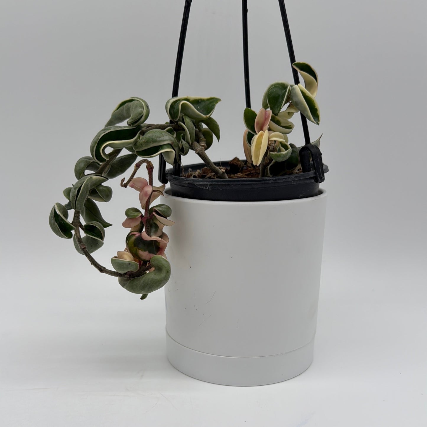 Variegated Hoya Compacta