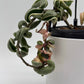 Variegated Hoya Compacta