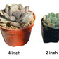 Bulk 4 inch Succulent Plants