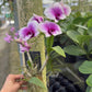 Mystery Blooming Orchid