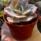 Echeveria Dusty Rose