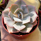 Echeveria Dusty Rose