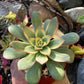 Aeonium Kiwi