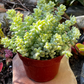 Sedum Donkey's Tail