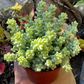 Sedum Donkey's Tail