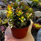 Jade Plant