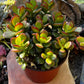 Jade Plant