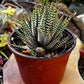 Haworthia Zebra/ Best Beginner Succulent